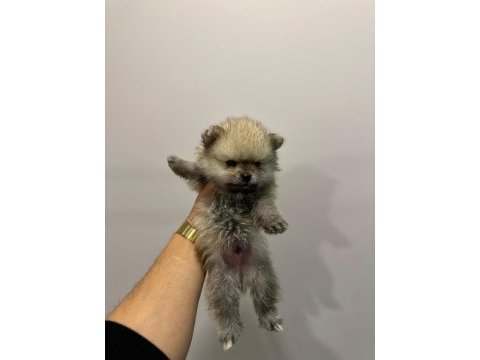 Ankara ici pomeranian boo yuvaları sizleri bekliyor
