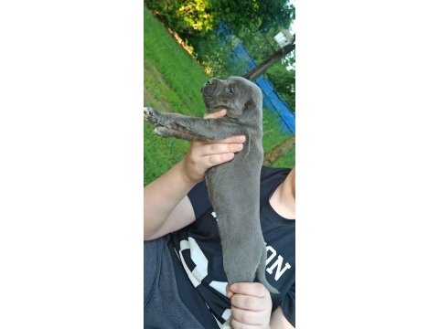 Cane corso yavruları mükemmel arayanlara