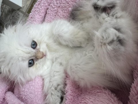 Oyuncu british longhair oburum