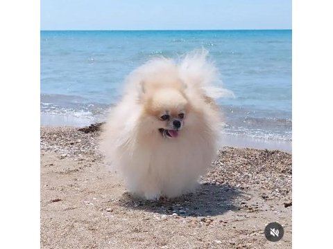 Ayı surat pomeranian