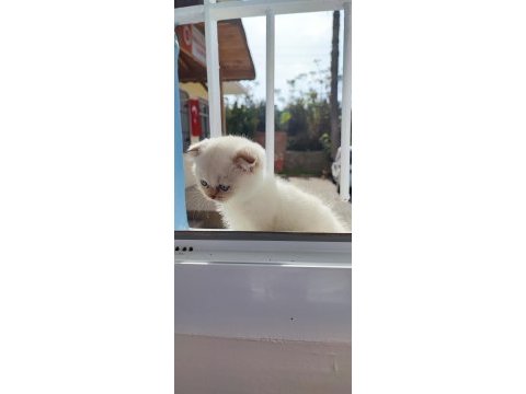 Scottish fold beyaz panter