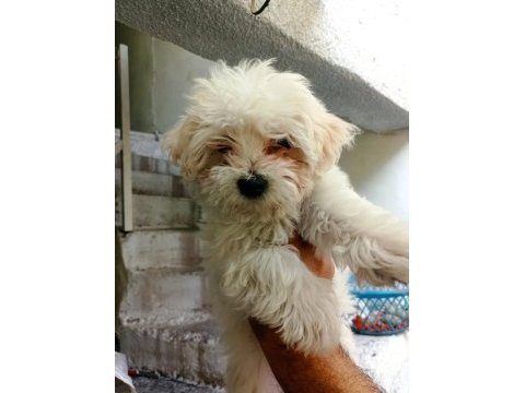 Mükemmel bir maltese yavru