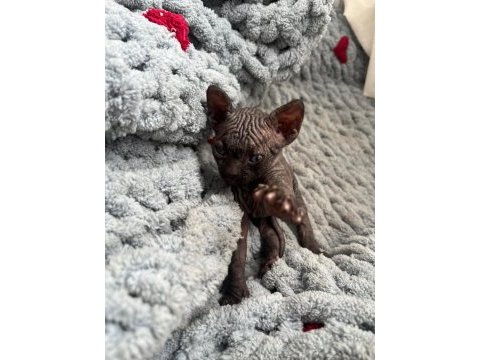 Sfenks (sphynx) yavru uyguna verilecek