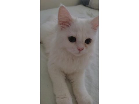 Kedi ilanı persian