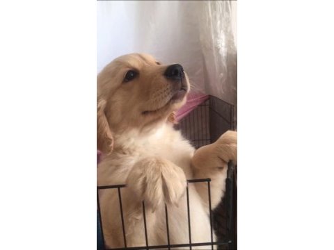 Saf ırk yavru golden retriever