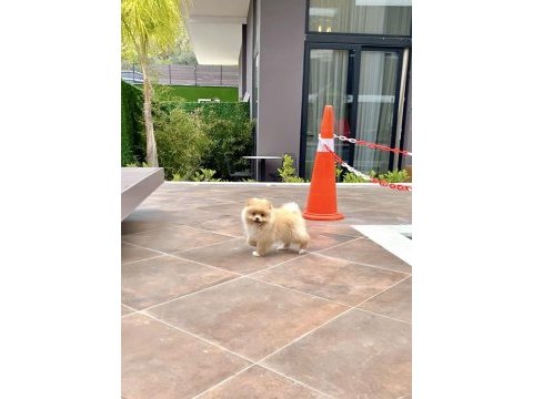 3 aylık pomeranian boo yavrumuz