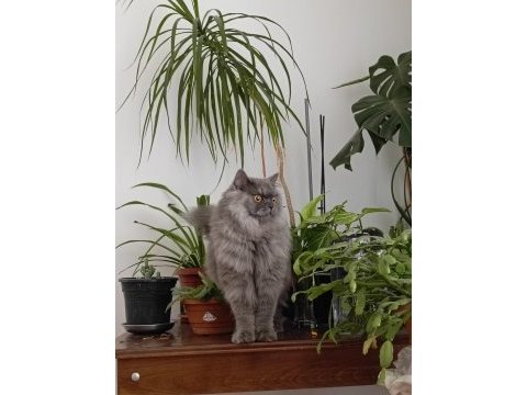 1.5 yaşında british longhair