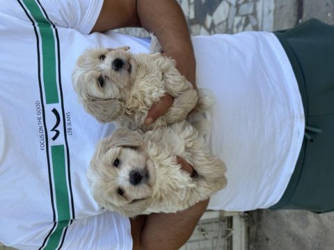 Sağlıklı orijinal maltipoo