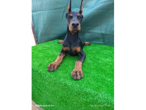 Irk garantili a şecere doberman yavrular