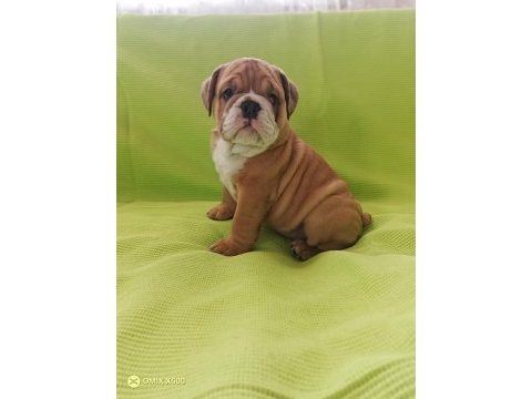 Tuvalet eğitimli ingiliz bulldog yavrumuz