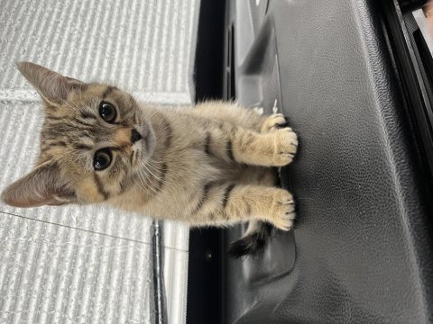 British shorthair golden black