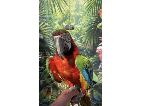 Ara macaw papağanı