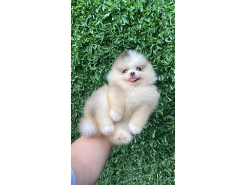 Irk ve sağlık garantili ayıcık surat pomeranian boo bebekler