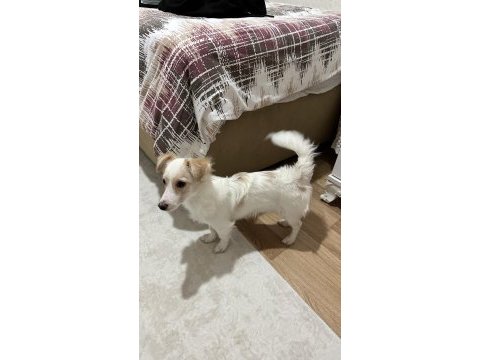 5-6 aylık yavru terrier