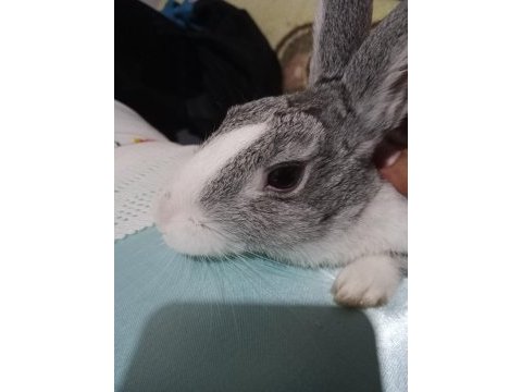 1 yaşına yeni girmiş tavşanlar