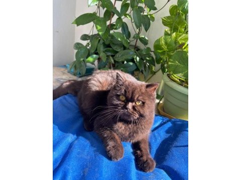 British shorthair chocolate bri b kodlu safkan