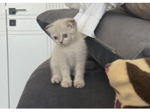 Scottish fold longhair yavrular