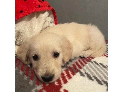 Bir dişi ve bir erkek golden retriever yavru