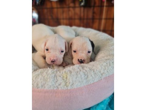 Güç sevenlere american bulldog yavrularımız