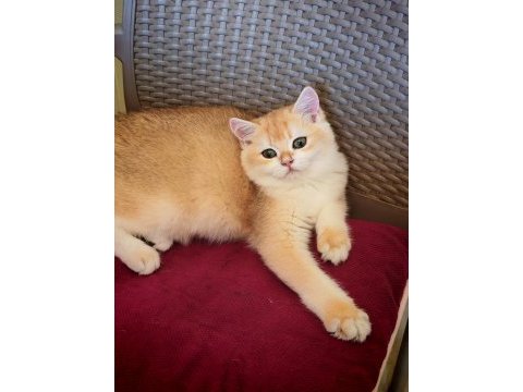 Ny 12 erkek british shorthair
