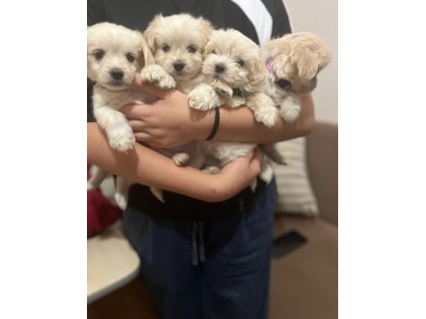 Maltese bebek köpekler