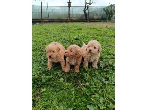Poodle ayarında maltipoo yavrular