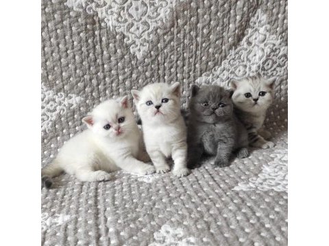British shorthair yavruları
