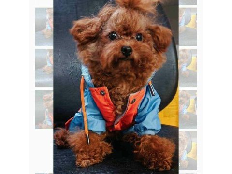 Kore yavrusu a kalite teacup red brown toy poodle yavrular