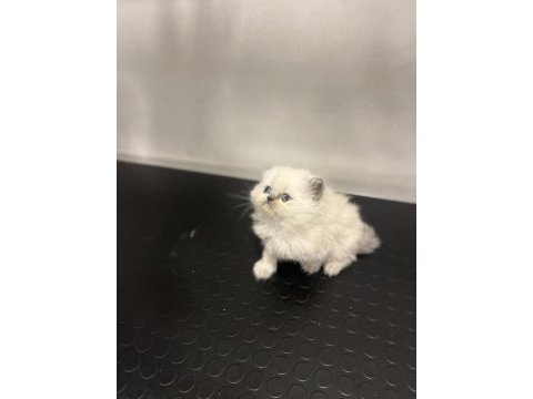 Erkek dişi british longhair yavrular