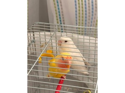 Albino ve lutino takım çift sevda papağanı