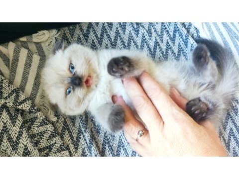 Scottish fold longhair tosunum