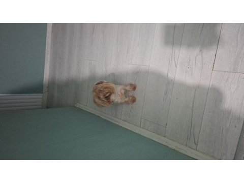 1.5 yaşında yorkshire terrier bakımlı dişi
