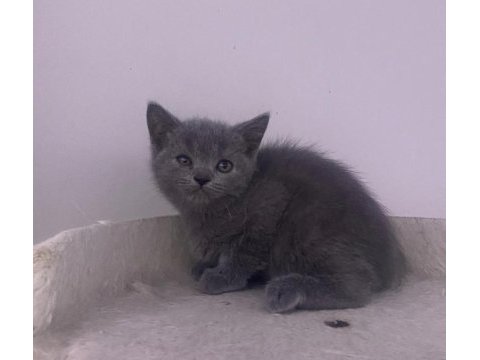 Giresunun en orijinal yavru kedileri