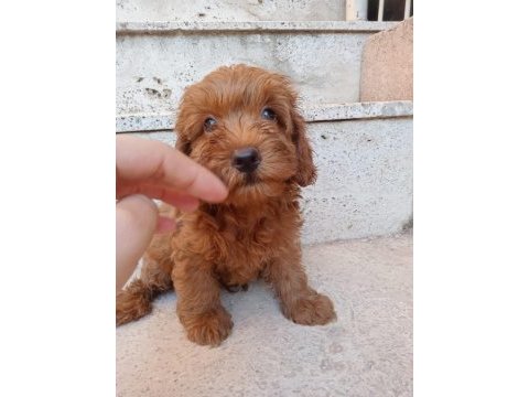 Red maltipoo minnaklar