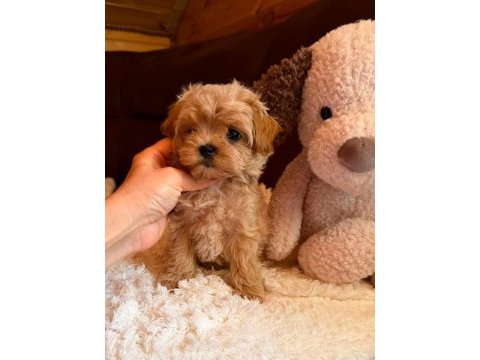 Kore maltipoo yavrular 