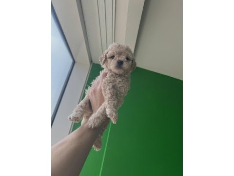 Poodle ayarında antialerjik maltipoo