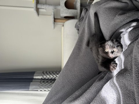 Dünya güzeli bebek kedilerimiz yeni yuvalarını arıyor