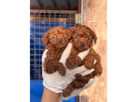 Sevgi dolu ailelerimiz için poodle bebekler