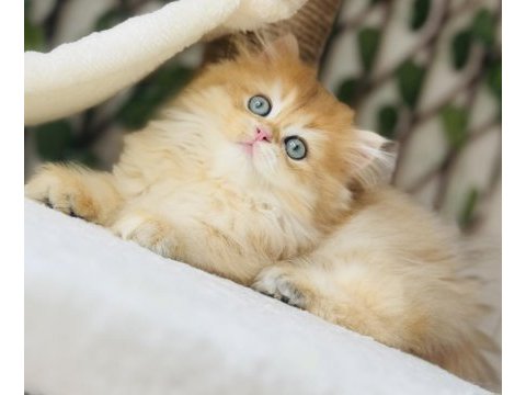 Safkan şecereli golden erkek british longhair