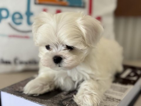 En iyisini arayanlar içi petmode köpek çifrliğinde