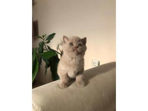 2 aylık british shorthair dişi kızımız