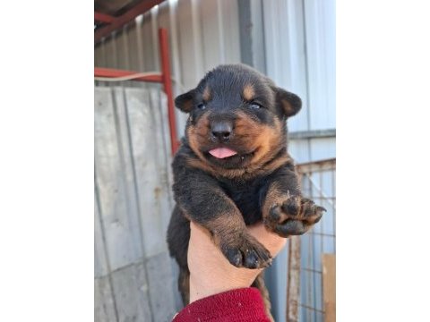 Rottweiler yavrularımız