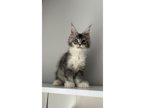 Minik dev maine coon prens hiroşi