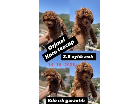 Teacup kore poodle