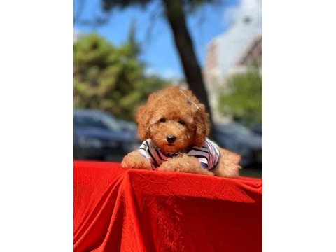 Orjinal toy poodle yavrularımız