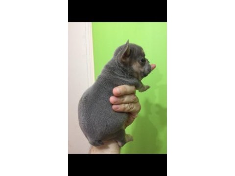 Lilac tan erkek french bulldog bebeğimiz yeni evini arıyor
