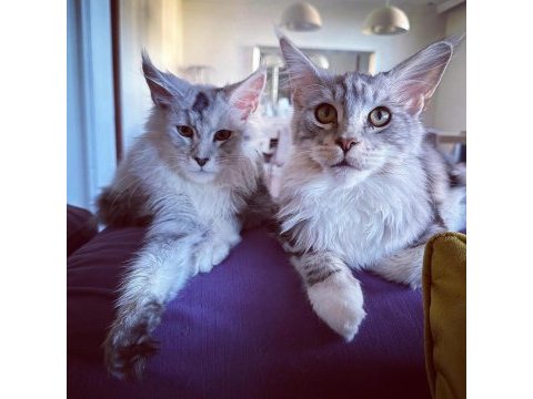 Safkan maine coon