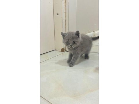 British shorthair bebeklerimiz yuvasını arıyor