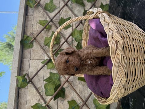 Show kalite poodle yavrularımız sizleri bekliyor