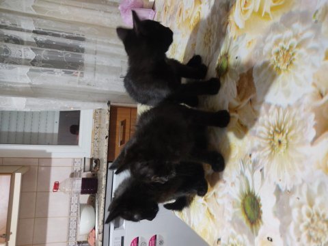 Anne british shorthair sokak kedisi baba